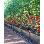 Пять простых правил по выращиванию томатов в теплице